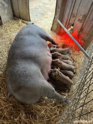 Vand porci si purcei - imagine 2 Vand porci si purcei - imagine 2