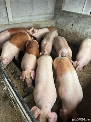 Vand porci si purcei