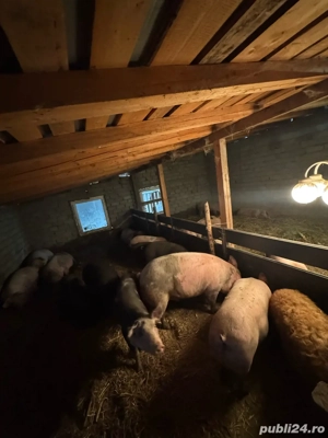 Vand porci si purcei - imagine 3 Vand porci si purcei - imagine 3