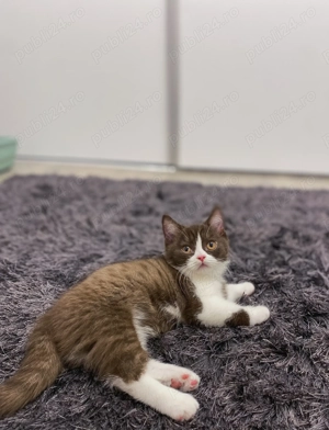 British shorthair superbă