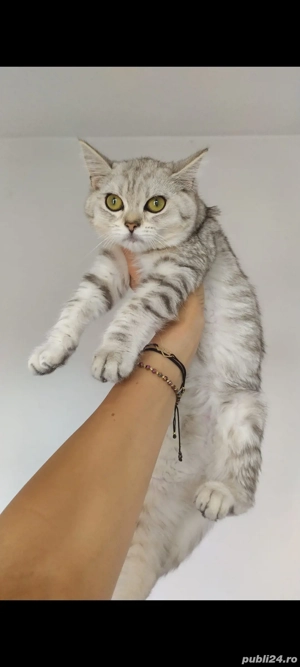 British chinchila silver!!! - imagine 2 British chinchila silver!!! - imagine 2