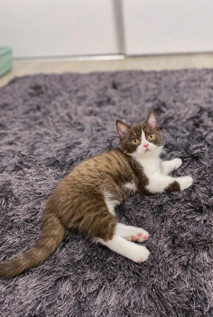 British shorthair cinamon - imagine 2