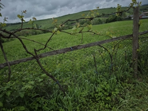 Casa cu anexe și padure - imagine 7