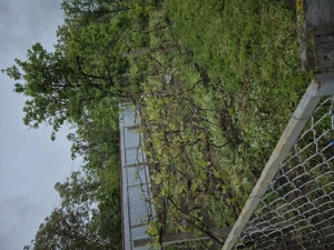 Casa cu anexe și padure - imagine 9