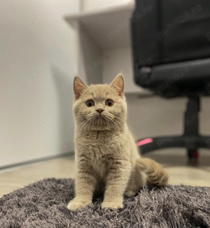 British shorthair pisică