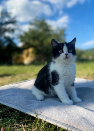 British shorhair bicolor motan