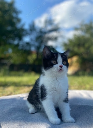 British shorhair bicolor motan - imagine 2