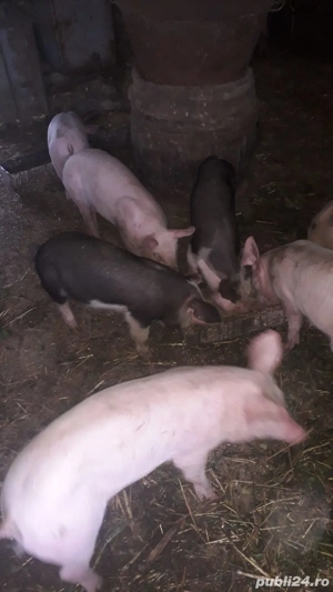 Vând Porci și purcei