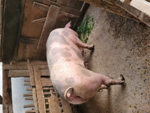 Pietrean belgian rasă pură! - imagine 2