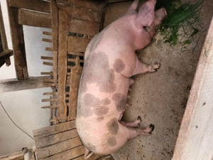 Pietrean belgian rasă pură! - imagine 3