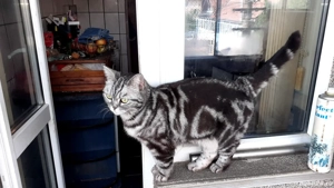 Femeia british short hair silver tabby 2 ani