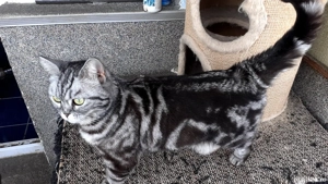 Femela british short hair silver tabby  - imagine 2