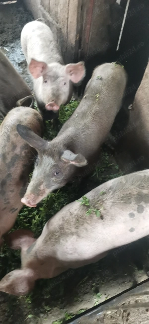 Vând porci de rasa marele alb cu analizele la zi