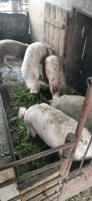 Vând porci de rasa marele alb cu analizele la zi - imagine 2