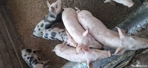 Vand șoldani - imagine 2