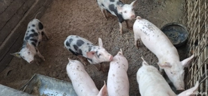 Vand șoldani - imagine 3