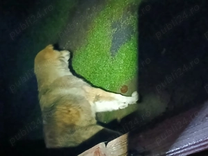 Disponibil Catel ciobanesc - imagine 5 Disponibil Catel ciobanesc - imagine 5