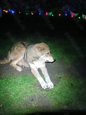 Disponibil Catel ciobanesc - imagine 3 Disponibil Catel ciobanesc - imagine 3