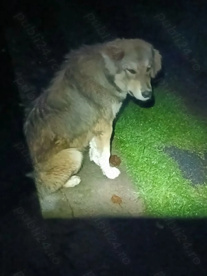 Disponibil Catel ciobanesc - imagine 2 Disponibil Catel ciobanesc - imagine 2