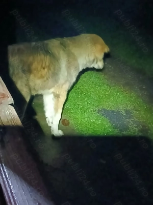 Disponibil Catel ciobanesc - imagine 4 Disponibil Catel ciobanesc - imagine 4