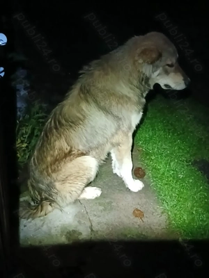 Disponibil Catel ciobanesc