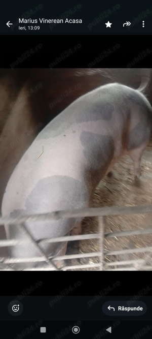 Porci de carne kg 140 -180 - imagine 2