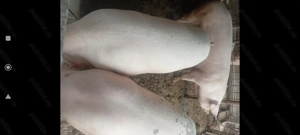 Porci de carne kg 140 -180