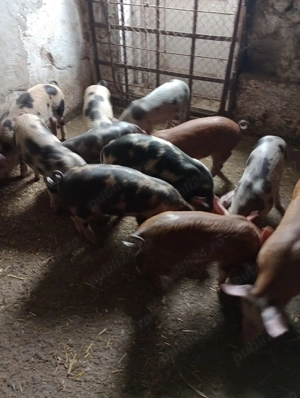 Vând purcei duroc și pietran