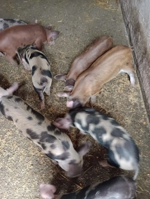 Vând purcei duroc și pietran - imagine 2