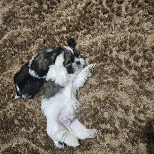Shihtzu  de vanzare  - imagine 3