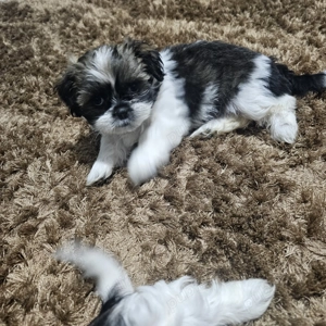 Shihtzu  de vanzare 