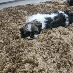 Shihtzu  de vanzare  - imagine 2