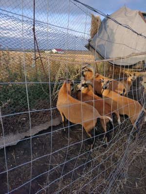 Berbecuți de camerun 