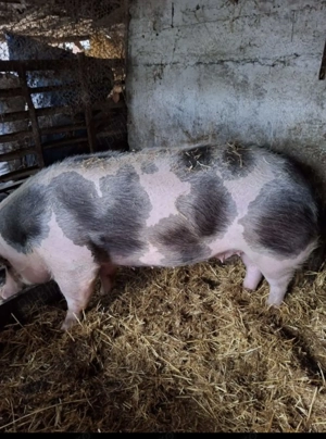 Scroafa de vânzare  - imagine 3 Scroafa de vânzare  - imagine 3