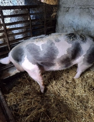 Scroafa de vânzare  - imagine 2 Scroafa de vânzare  - imagine 2