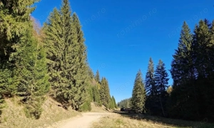 Teren 2.763 mp Poiana Brașov – lângă Stâna Turistică Sergiana