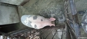 porci crescuti bio fara concentrate