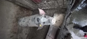 porci crescuti bio fara concentrate  - imagine 2