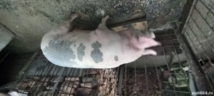 porci crescuti bio fara concentrate  - imagine 3