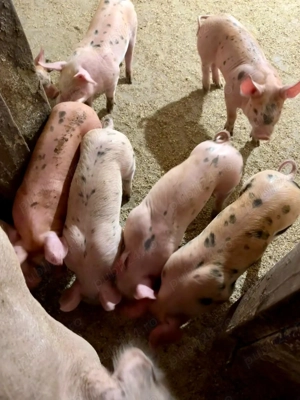 Purcei de vanzare ( 6 saptamani)