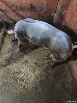 Mascul Pietran  - imagine 2