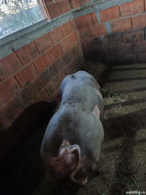 Mascul Pietran  - imagine 3