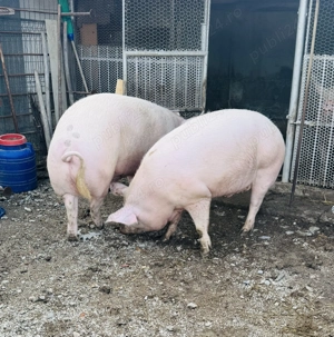 Vând porci crescuți natural - imagine 3