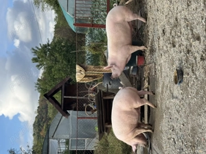 Vând porci crescuți natural - imagine 2