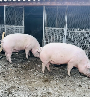 Vând porci crescuți natural - imagine 4