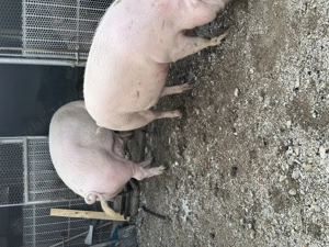 Vând porci crescuți natural - imagine 5