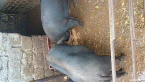 Porci de vanzare - imagine 2