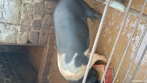 Porci de vanzare - imagine 4