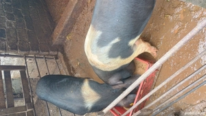 Porci de vanzare - imagine 3