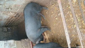Porci de vanzare - imagine 5